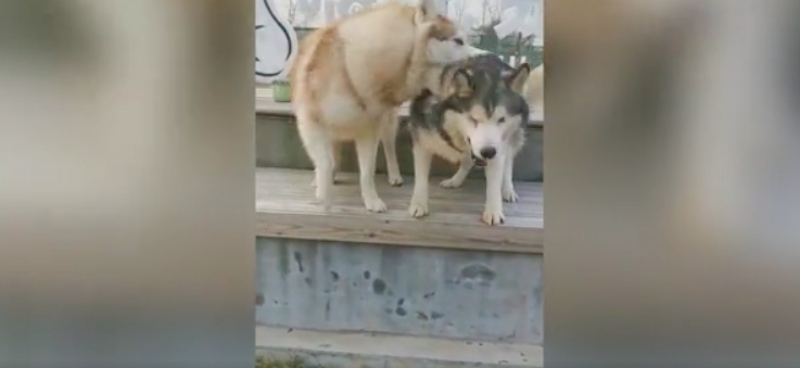 Chú chó Husky mù được em trai động viên khi tập nhảy